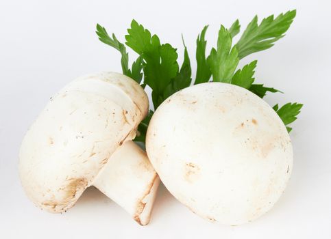 Fresh mushroom on white background