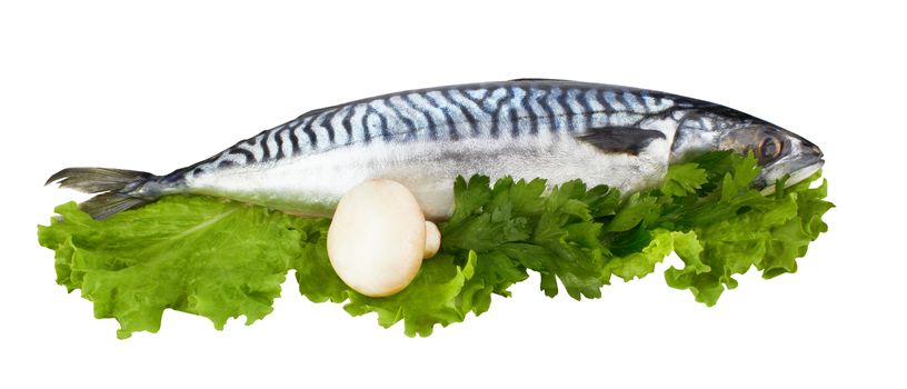 mackerel fish isolated on white background 