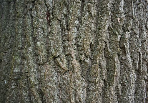 Big tree bark, close up view