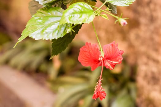 One Chaba flower (Hibiscus rosa-sinensis) chinese rose, red color, hanging downward, blooming in morning sunlight in isolated background. Vintage film look, With copy space room for text on left side.