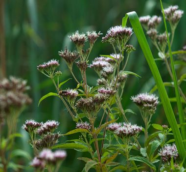 Bee collecting pollen on wild plant flowers