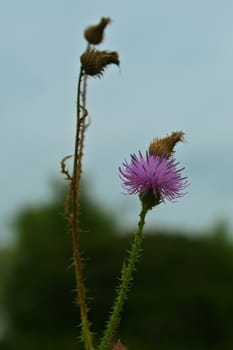 Purple knapweed Flower with one branch flowering while second branch is dry