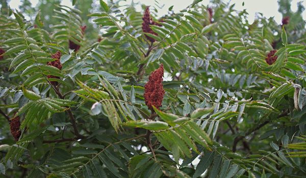 Top of staghorn sumac tree with big red flower