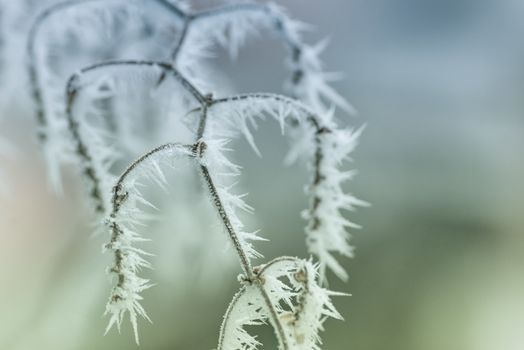 Winter colorful.A branch of a tree snow covered with snow on a winter day. Sunny winter day. Frost on a wooden branch.