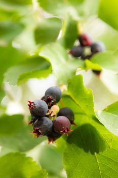 mespilus berries on a branch with green leaves a close up