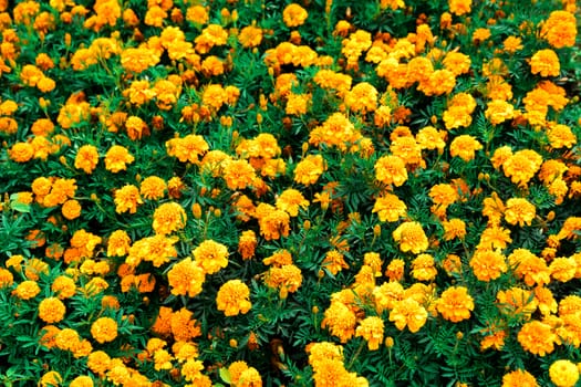 flowers barkhatets of orange color close up