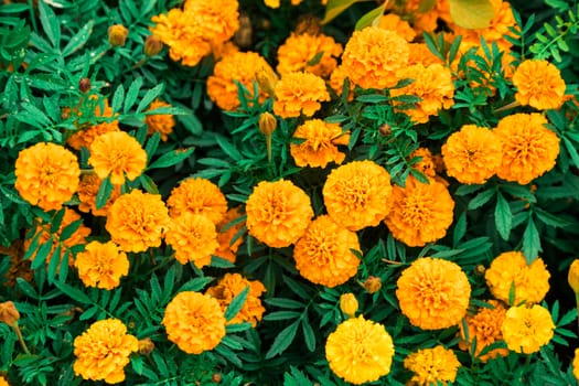 flowers barkhatets of orange color close up