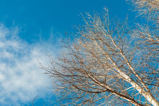 tree branches without leaves against the background of the sky