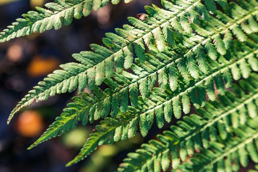 Green leaf of a fern close up