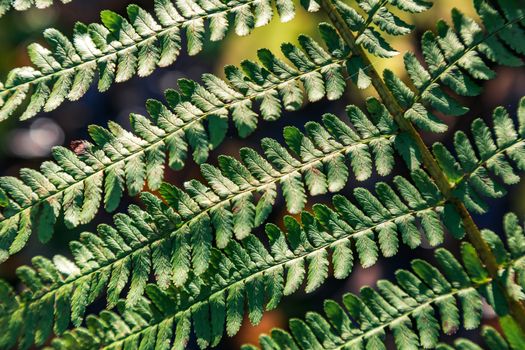 Green leaf of a fern close up