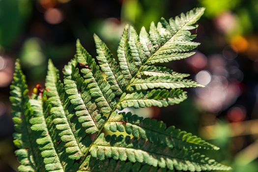 Green leaf of a fern close up