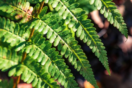 Green leaf of a fern close up