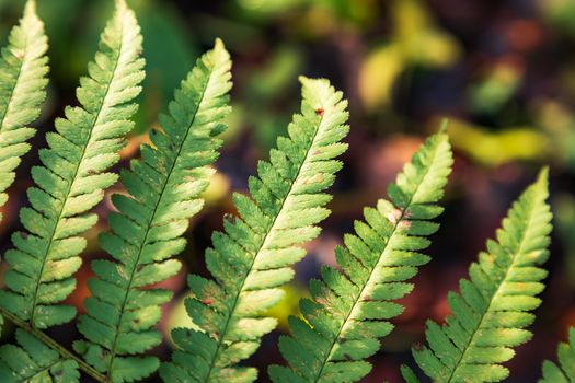 Green leaf of a fern close up