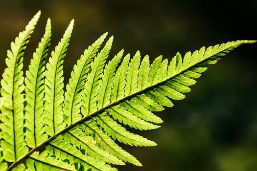 Green leaf of a fern close up