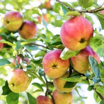 mature apples on a branch with green leaves