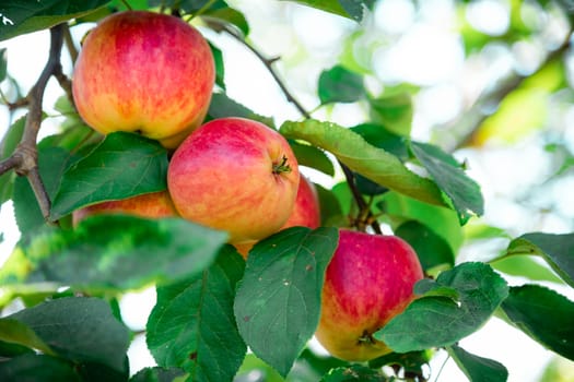 mature apples on a branch with green leaves