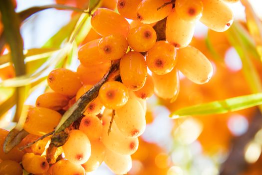 branch of orange sea-buckthorn berries close up