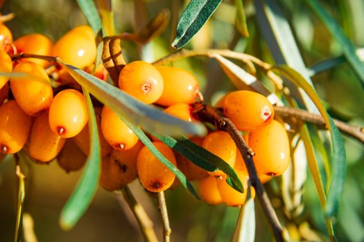 branch of orange sea-buckthorn berries close up