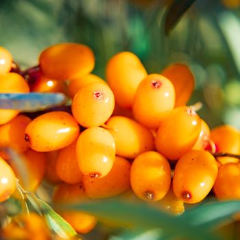 branch of orange sea-buckthorn berries close up