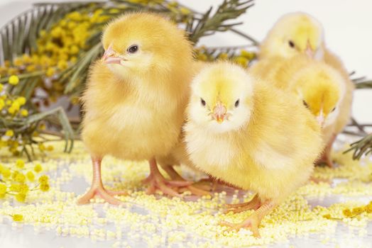 Yellow chickens with a yellow flower. Little newborn chickens..