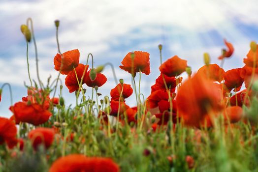 Wonderful springtime of wallpaper. Red poppies on the field on a sunny day.Ecology concept. Beauty world.