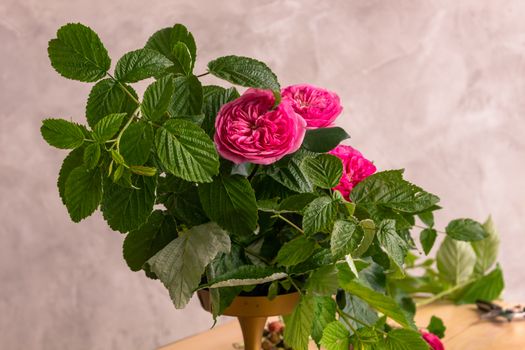 On the wooden surface laid out tools for flower bouquets: scissors, roses, colored ribbon, roses.