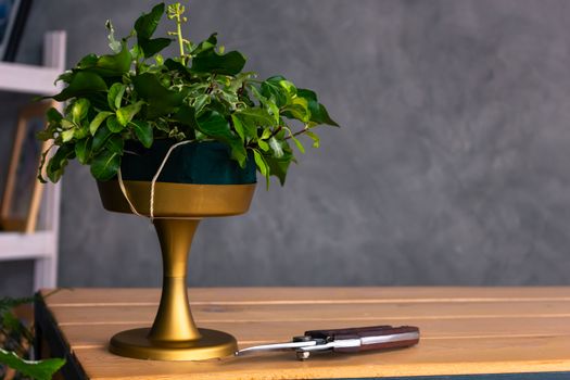 On the wooden surface laid out tools for flower bouquets: scissors, roses, colored ribbon, roses.