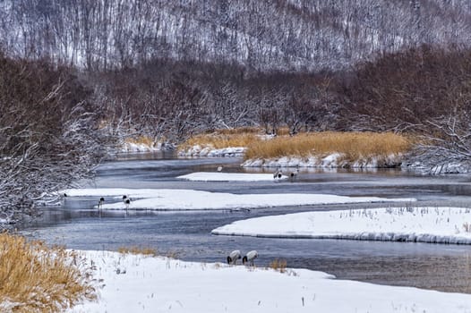 The Red-crowned Crane in Tsurui Ito Tancho Crane Senctuary of Hokkaido, Japan.