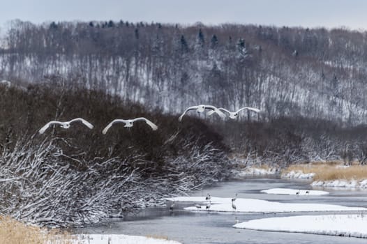 The Red-crowned Crane in Tsurui Ito Tancho Crane Senctuary of Hokkaido, Japan.