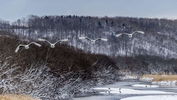 The Red-crowned Crane in Tsurui Ito Tancho Crane Senctuary of Hokkaido, Japan.