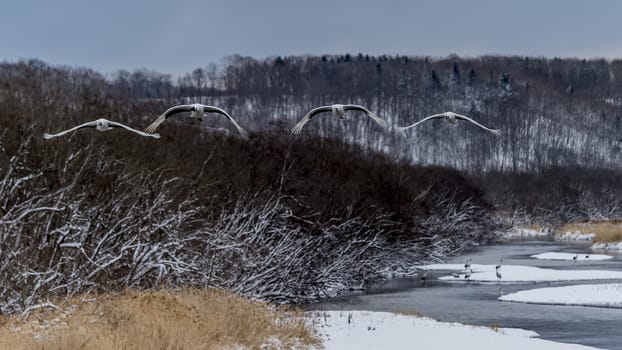 The Red-crowned Crane in Tsurui Ito Tancho Crane Senctuary of Hokkaido, Japan.