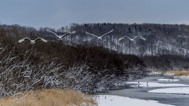 The Red-crowned Crane in Tsurui Ito Tancho Crane Senctuary of Hokkaido, Japan.