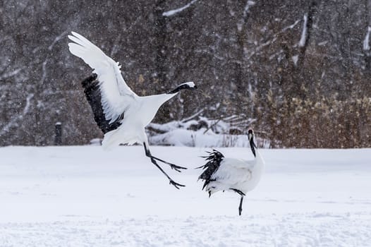 The Red-crowned Crane in Tsurui Ito Tancho Crane Senctuary of Hokkaido, Japan.