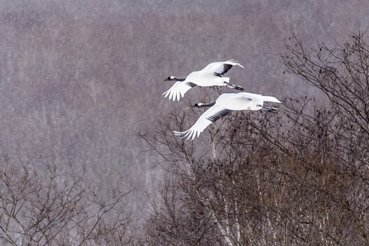 The Red-crowned Crane in Tsurui Ito Tancho Crane Senctuary of Hokkaido, Japan.