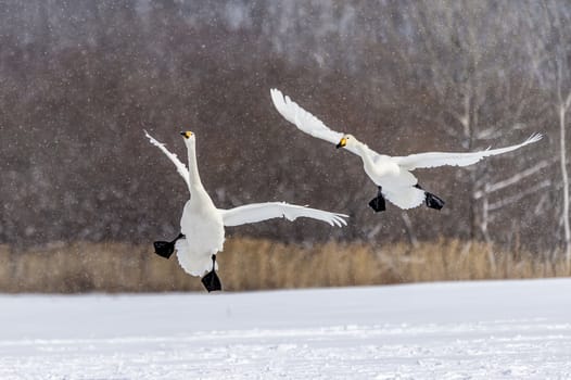 The swan in Tsurui Ito Tancho Crane Senctuary of Hokkaido, Japan.