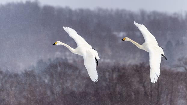 The swan in Tsurui Ito Tancho Crane Senctuary of Hokkaido, Japan.