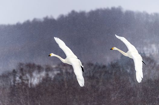 The swan in Tsurui Ito Tancho Crane Senctuary of Hokkaido, Japan.