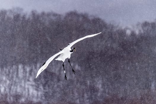 The Red-crowned Crane in Tsurui Ito Tancho Crane Senctuary of Hokkaido, Japan.