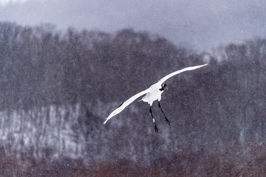 The Red-crowned Crane in Tsurui Ito Tancho Crane Senctuary of Hokkaido, Japan.