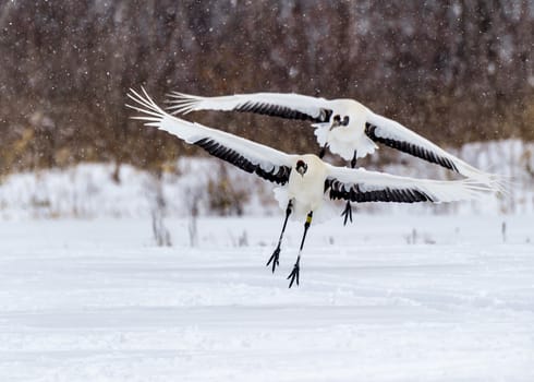 The Red-crowned Crane in Tsurui Ito Tancho Crane Senctuary of Hokkaido, Japan.