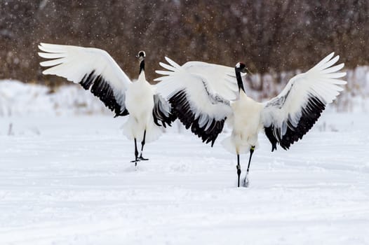 The Red-crowned Crane in Tsurui Ito Tancho Crane Senctuary of Hokkaido, Japan.