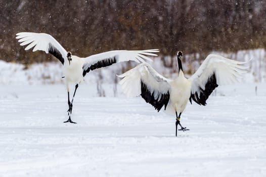 The Red-crowned Crane in Tsurui Ito Tancho Crane Senctuary of Hokkaido, Japan.