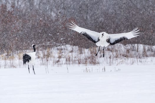 The Red-crowned Crane in Tsurui Ito Tancho Crane Senctuary of Hokkaido, Japan.