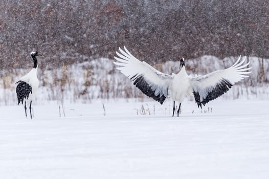 The Red-crowned Crane in Tsurui Ito Tancho Crane Senctuary of Hokkaido, Japan.