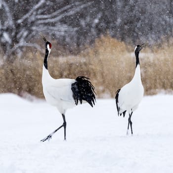 The Red-crowned Crane in Tsurui Ito Tancho Crane Senctuary of Hokkaido, Japan.