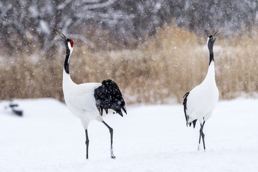 The Red-crowned Crane in Tsurui Ito Tancho Crane Senctuary of Hokkaido, Japan.