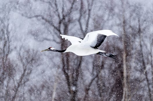 The Red-crowned Crane in Tsurui Ito Tancho Crane Senctuary of Hokkaido, Japan.