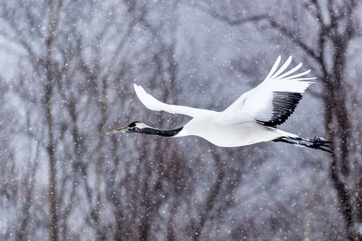 The Red-crowned Crane in Tsurui Ito Tancho Crane Senctuary of Hokkaido, Japan.