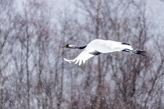 The Red-crowned Crane in Tsurui Ito Tancho Crane Senctuary of Hokkaido, Japan.