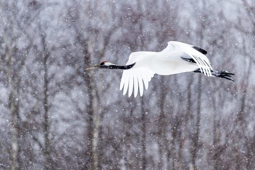 The Red-crowned Crane in Tsurui Ito Tancho Crane Senctuary of Hokkaido, Japan.